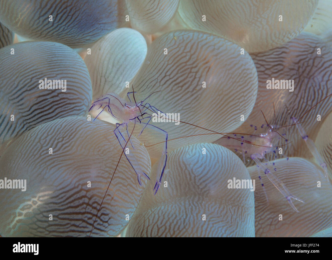 Nahaufnahme Bild von Kommensalen Garnelen (Vir Philippinensis) Blase Korallen (Plerogyra Sinuosa). Lembeh Straße, Indonesien. Stockfoto