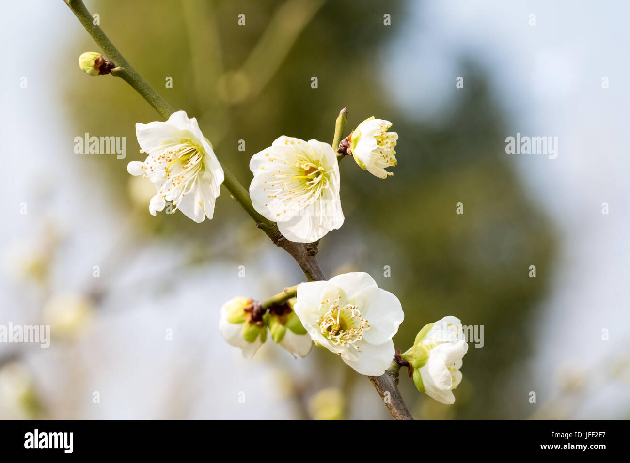 Weiß Pflaumenblüten blühen Stockfoto