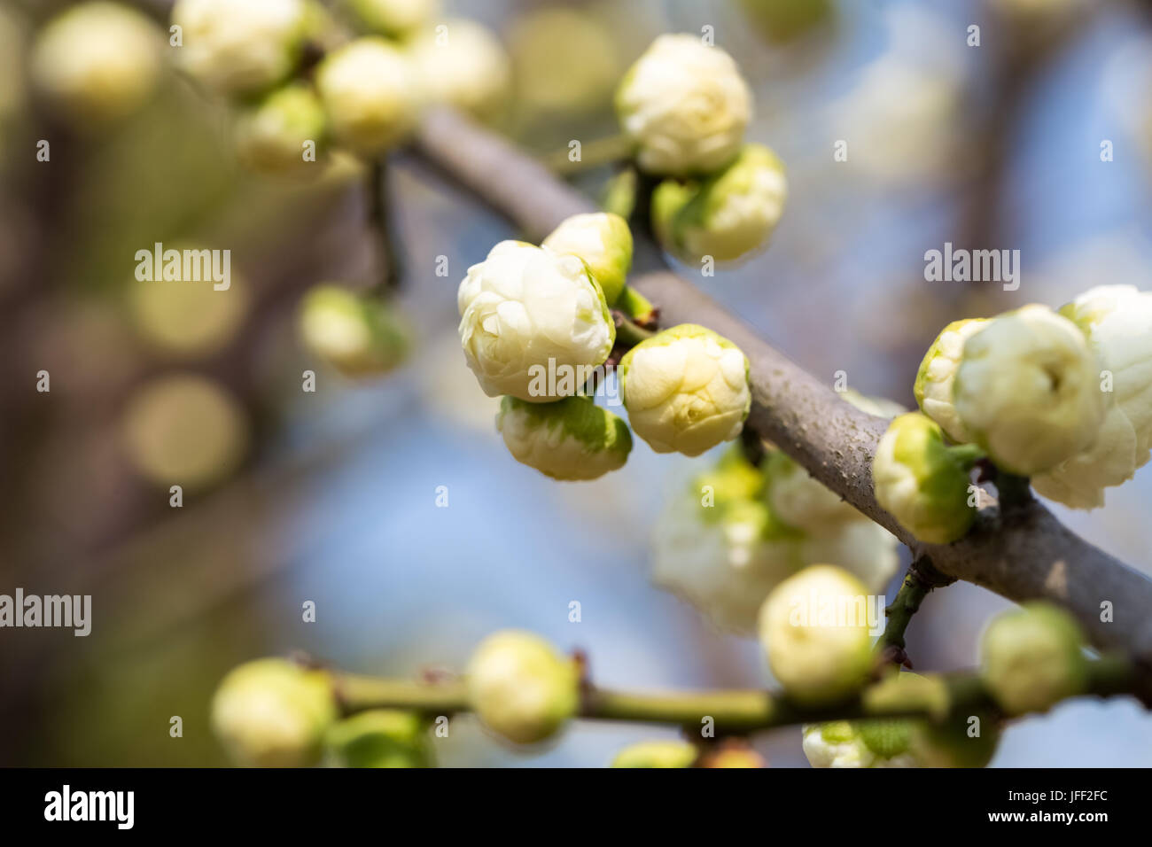 Blütenknospe closeup Stockfoto