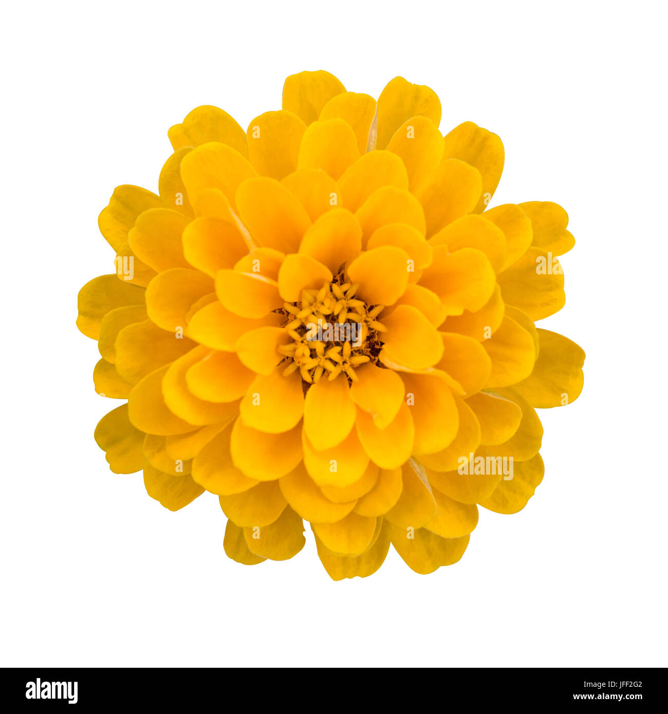 Gelbe Ringelblume isoliert Stockfoto