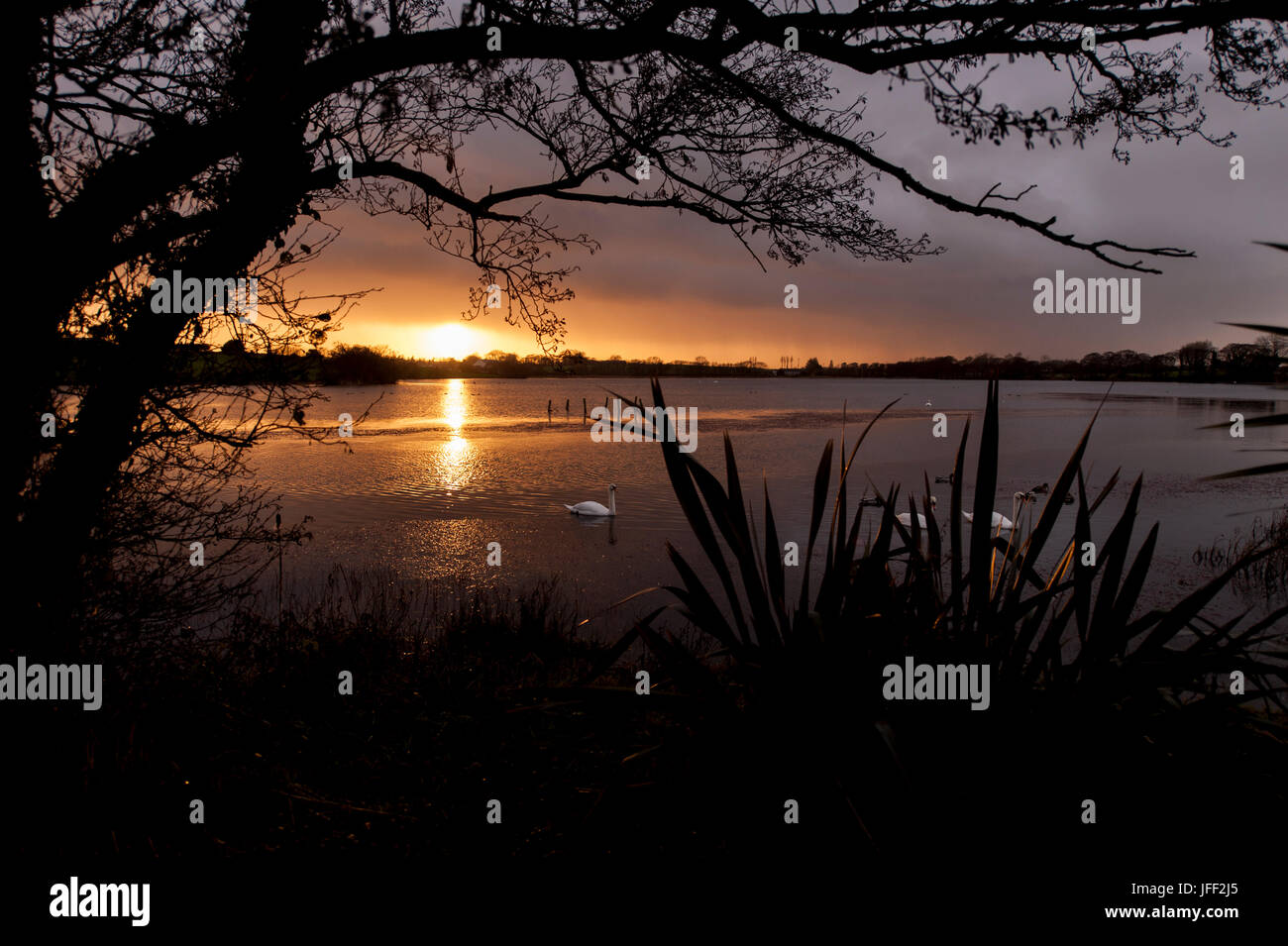 Sonnenuntergang in Irland im Dezember mit Schwänen und kopieren Sie Raum, ideal Buch Cover. Stockfoto