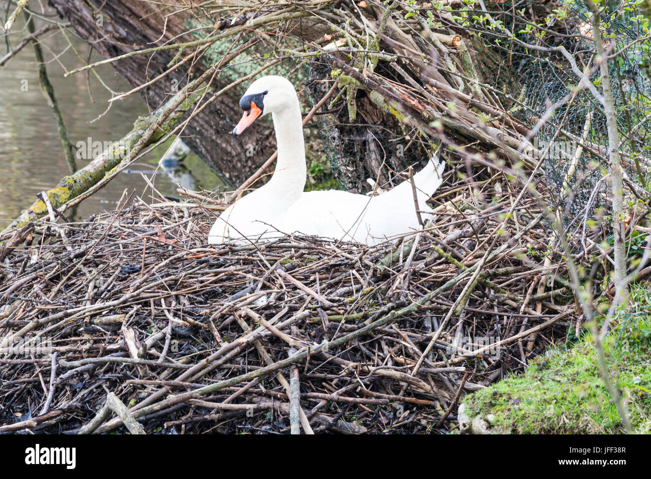 Höckerschwan auf Nest mit Eiern. Stockfoto