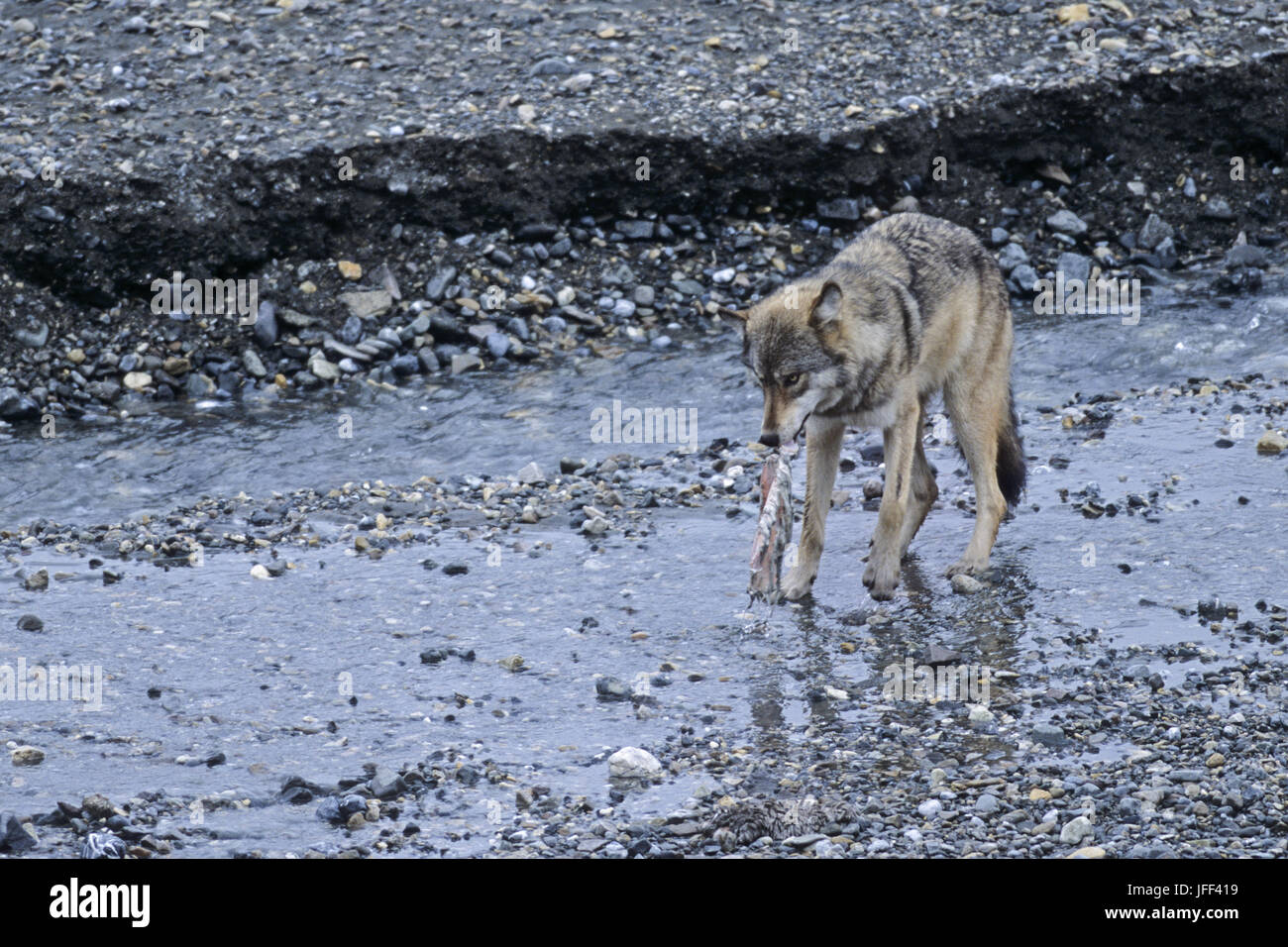 Wolf an ein Karibu töten/Canis lupus Stockfoto