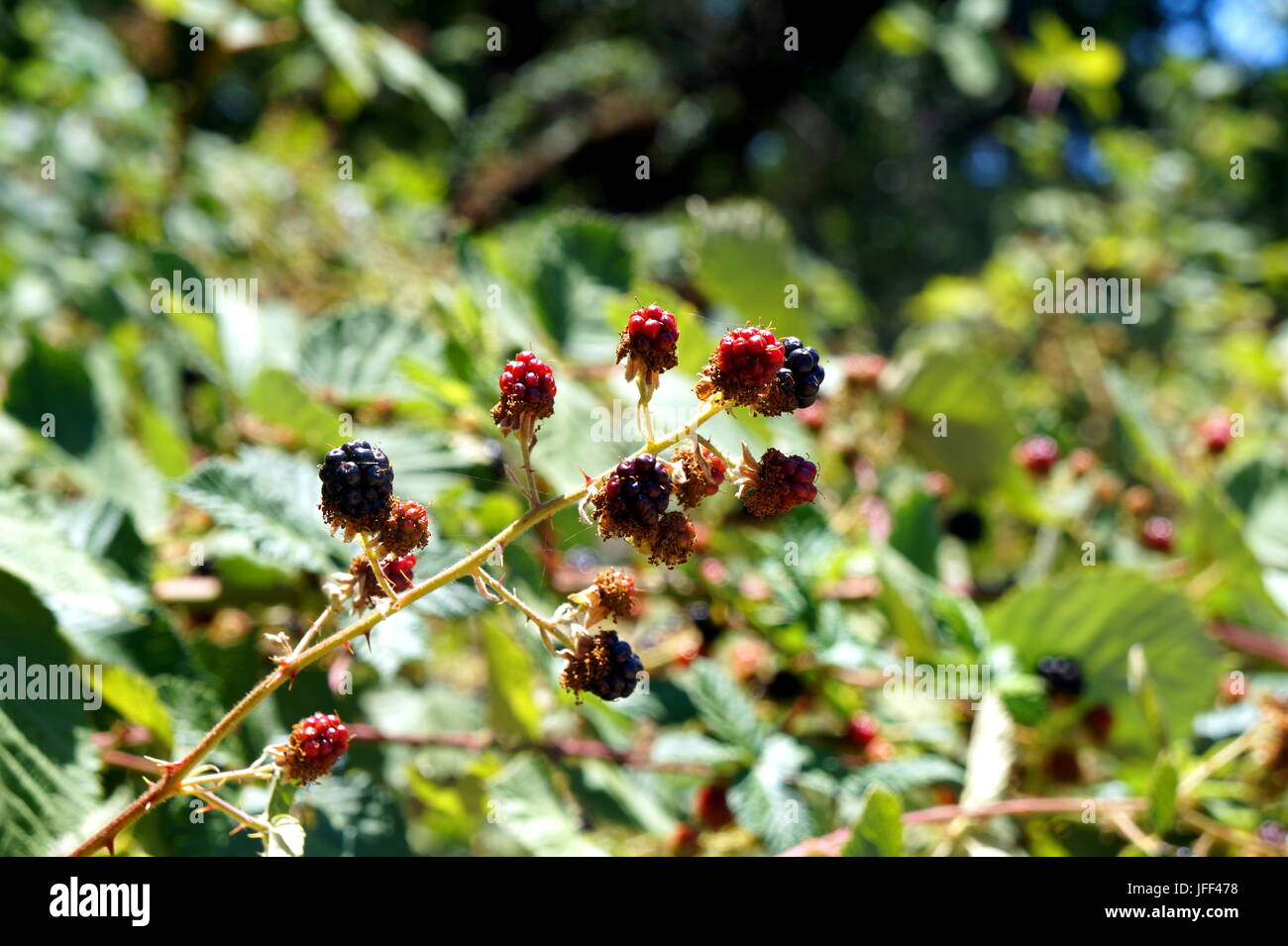 Wilde Brombeeren mit unreifen Beeren Stockfoto