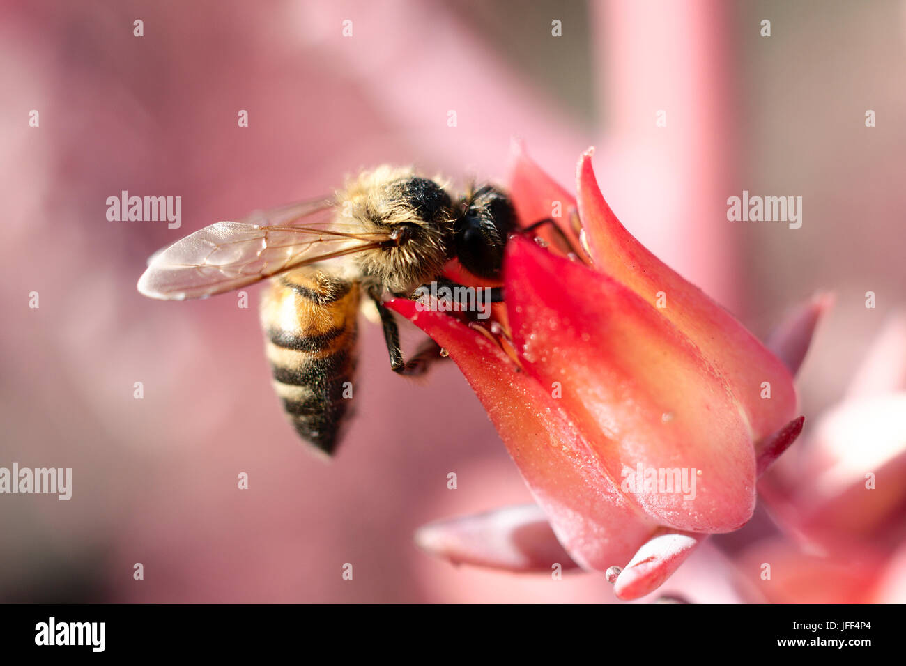 Honigbiene auf rosa Blume (Makro) Stockfoto
