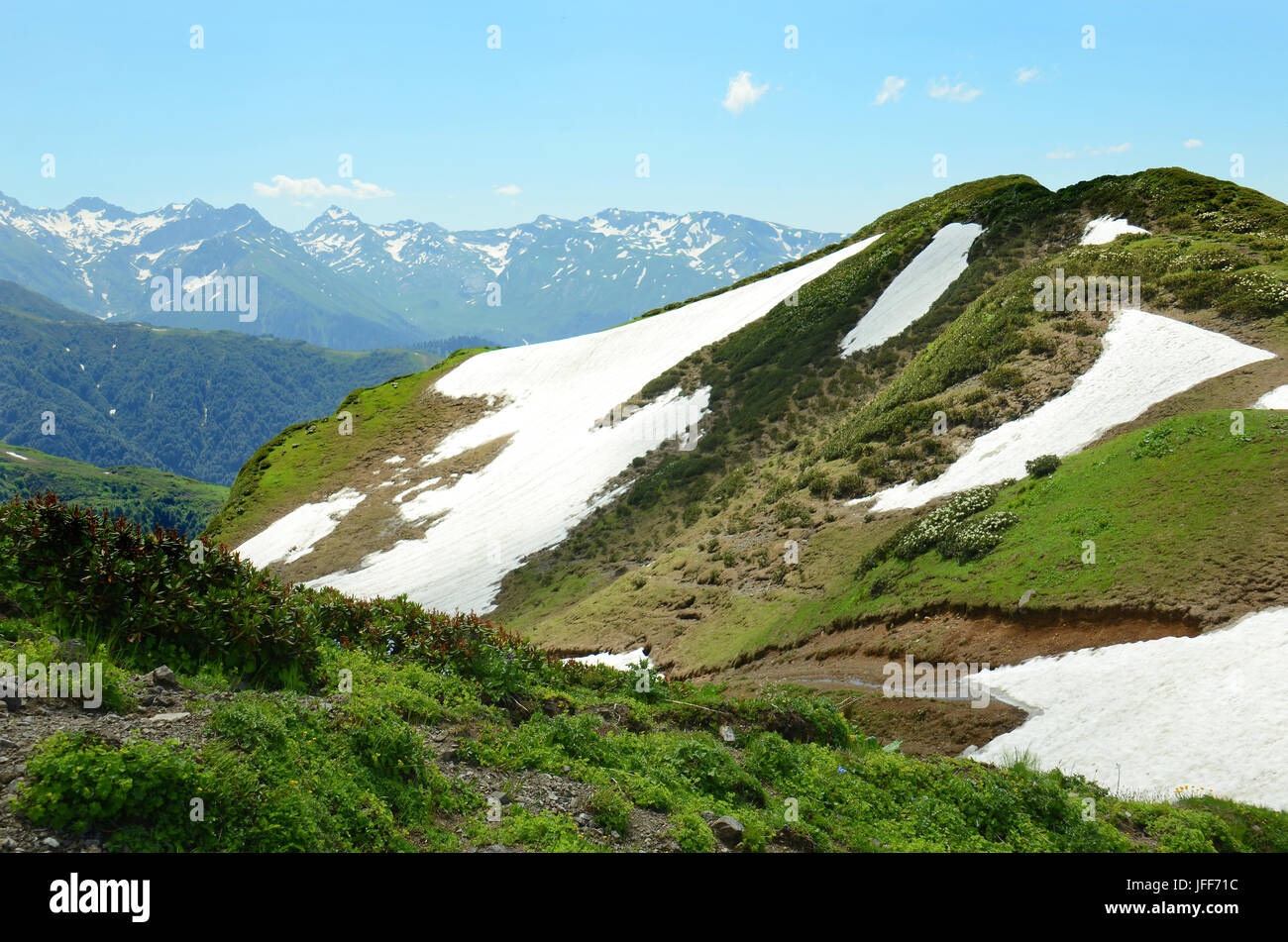 Alpine Wiese mit Blumen in Abchasien Stockfoto