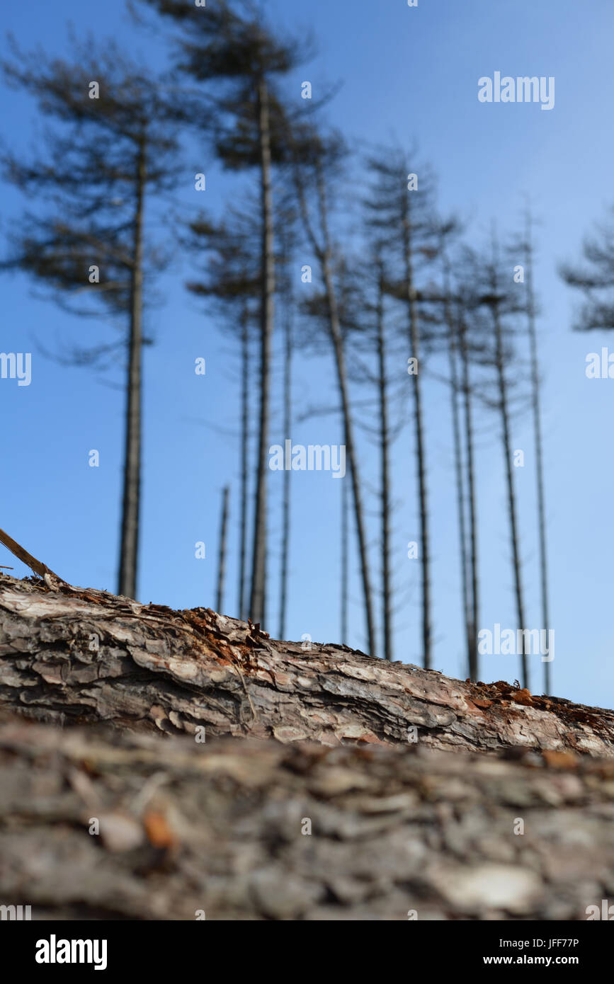 Holzeinschlag in den Wäldern an Pembrey Country Park. Carmarthenshire. Wales. VEREINIGTES KÖNIGREICH. Stockfoto
