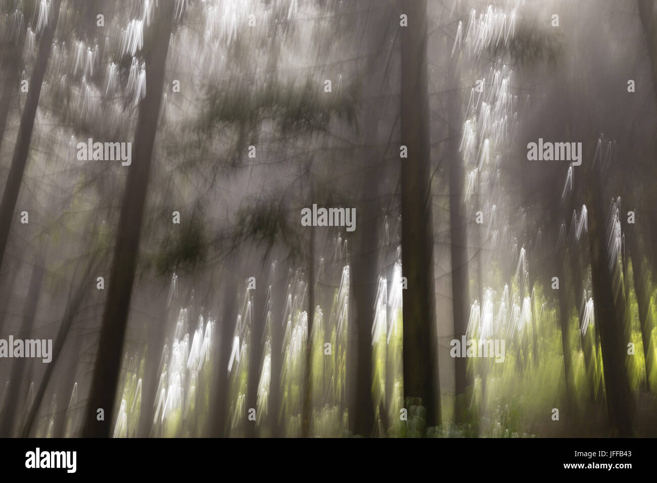 Wald einer fary Tail Stockfoto