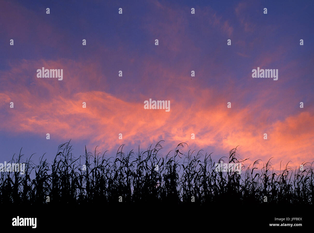 Kornfeld Sonnenuntergang, Olmsted Grafschaft, Minnesota Stockfoto