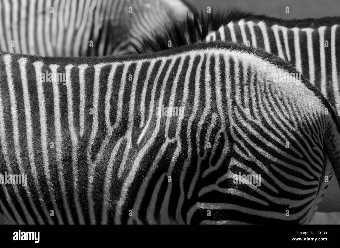 Hartmanns Zebras Weiden Stockfoto