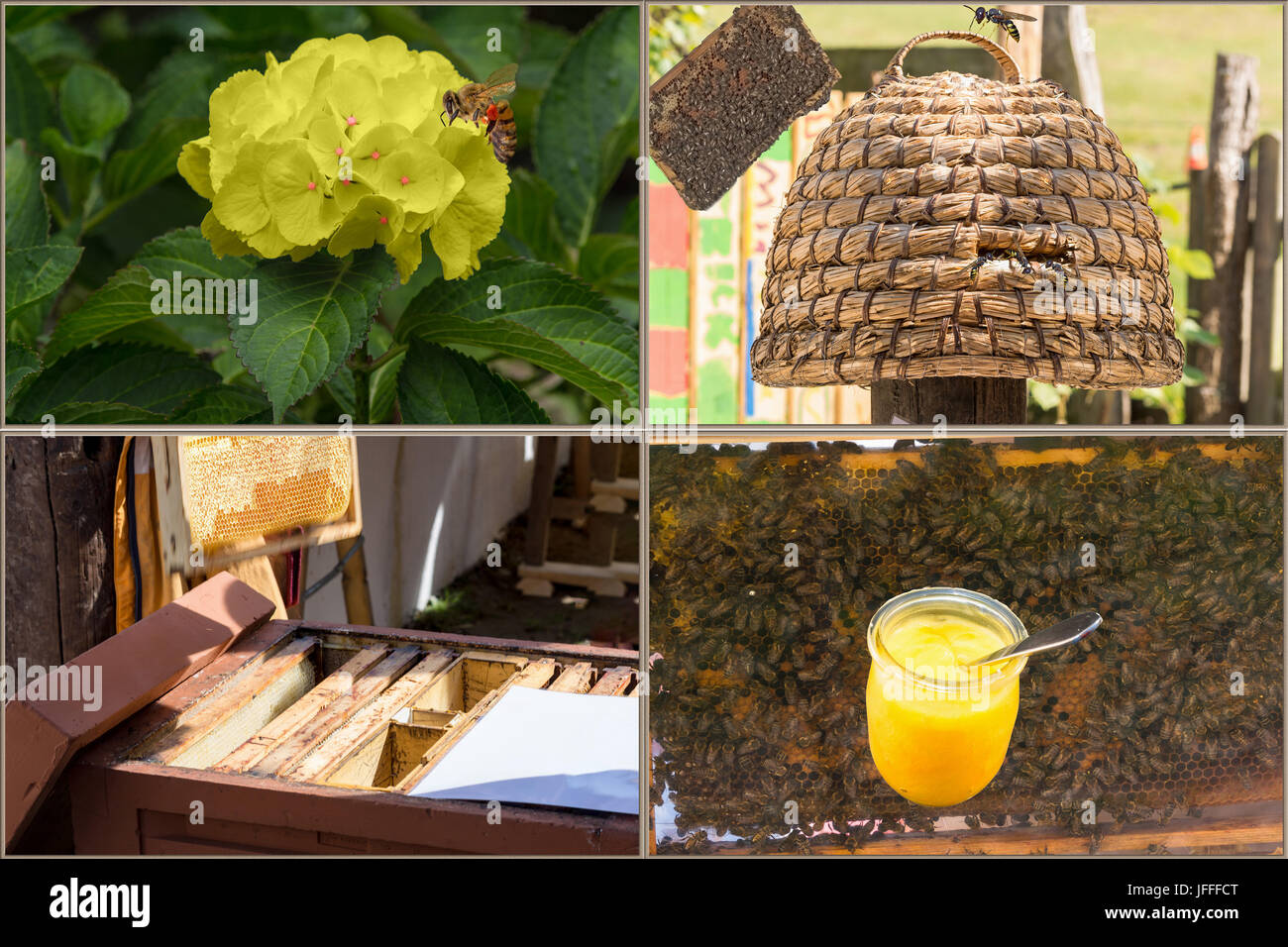 Die Bienenzucht und Honigproduktion Workflow Stockfoto