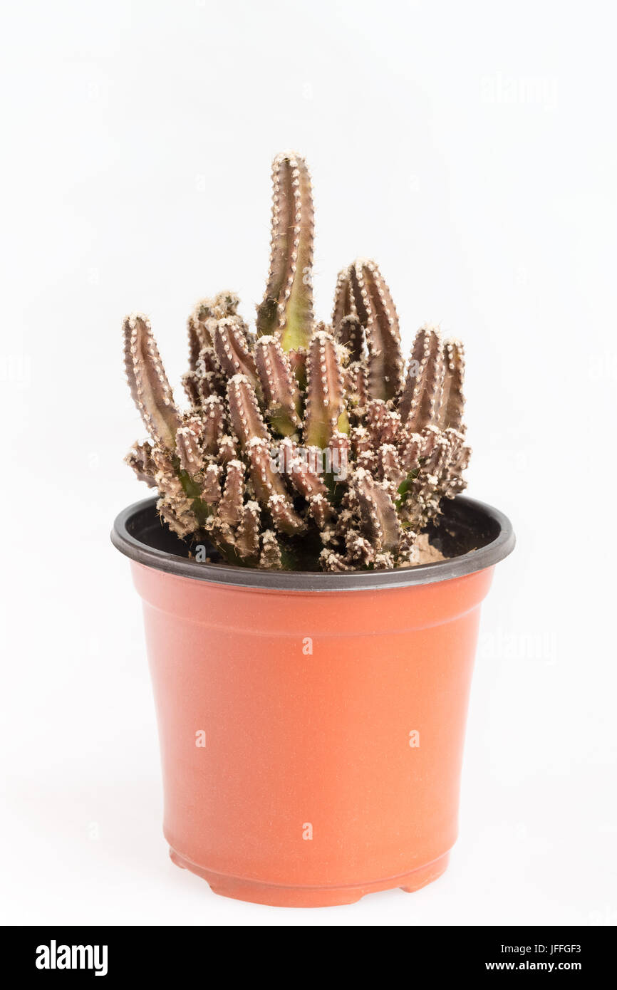 Kleine Kaktus im Topf Stockfoto