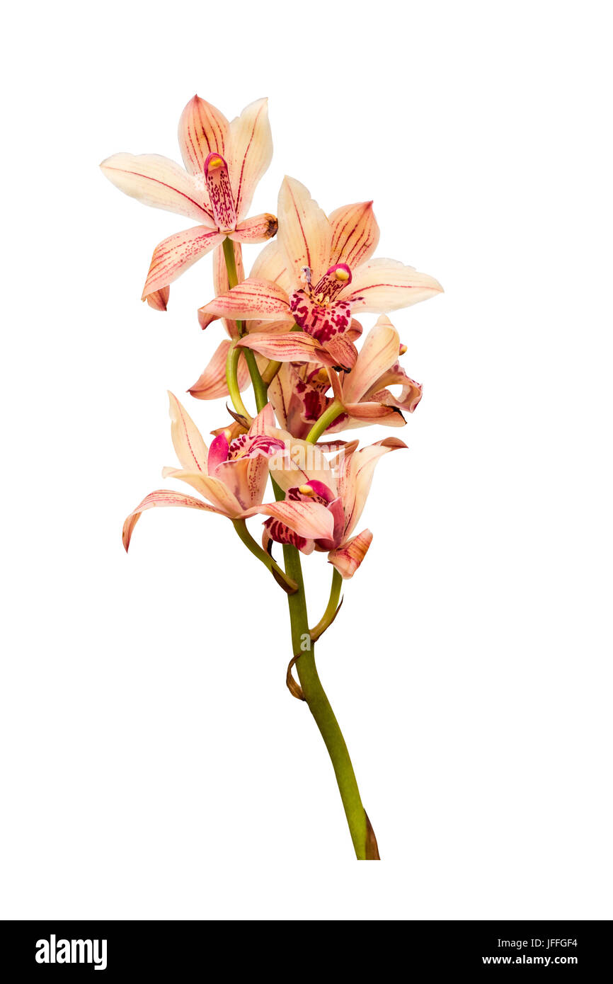 Orchidee, isoliert auf weiss Stockfoto