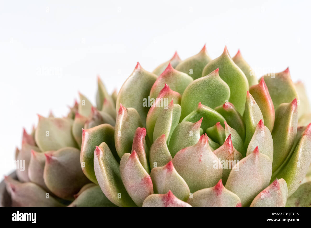 Sukkulente Pflanze closeup Stockfoto