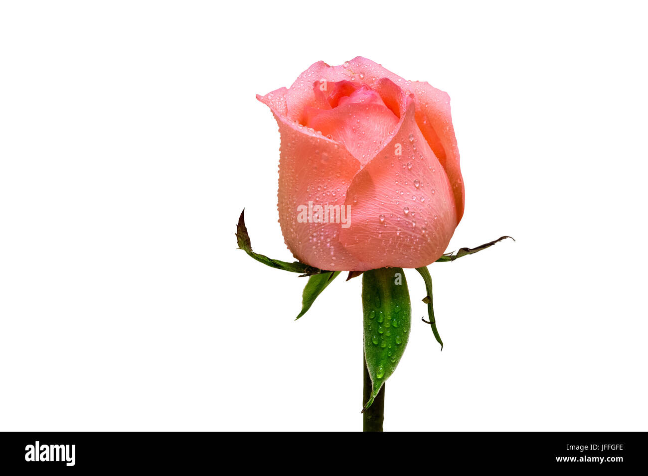 Rose Blume mit Tau isoliert Stockfoto