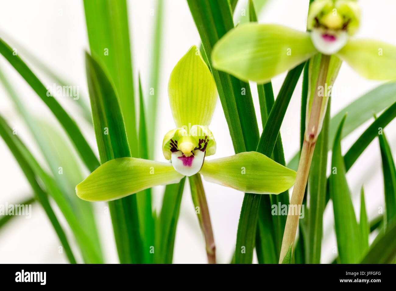 Chinesische orchid closeup Stockfoto