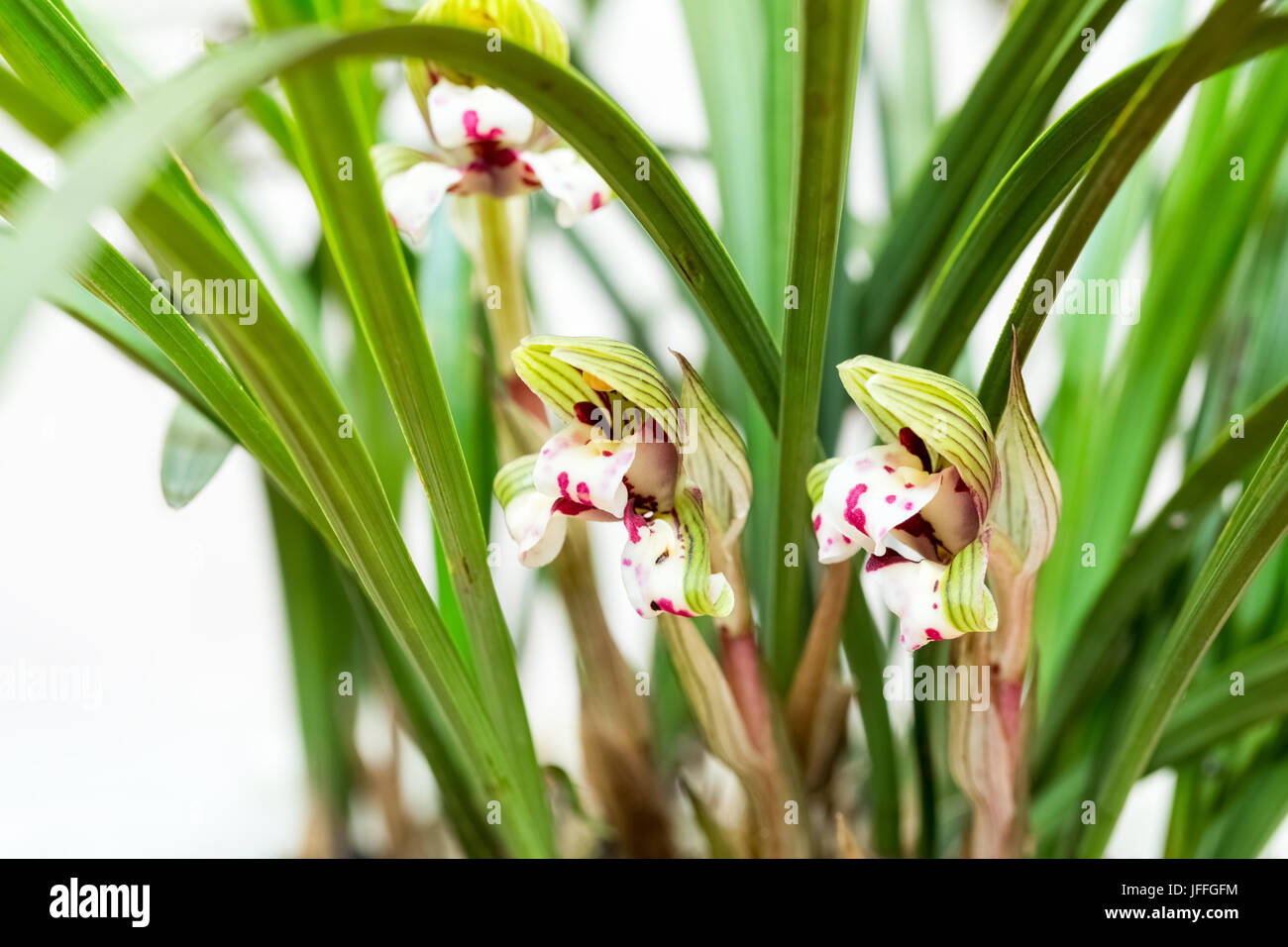 Cymbidium Goeringii closeup Stockfoto