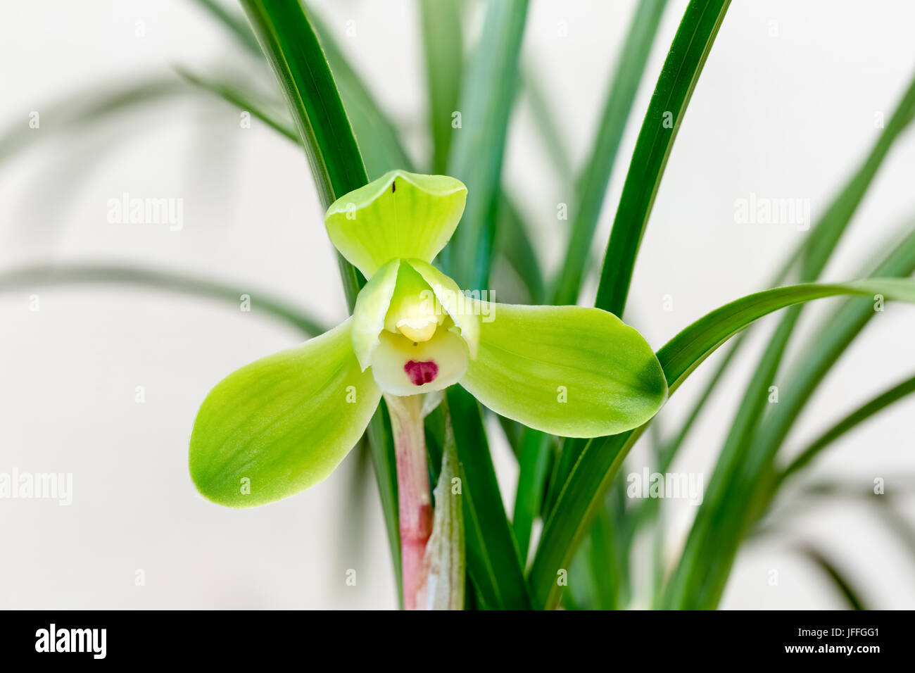 Chinesische orchid closeup Stockfoto