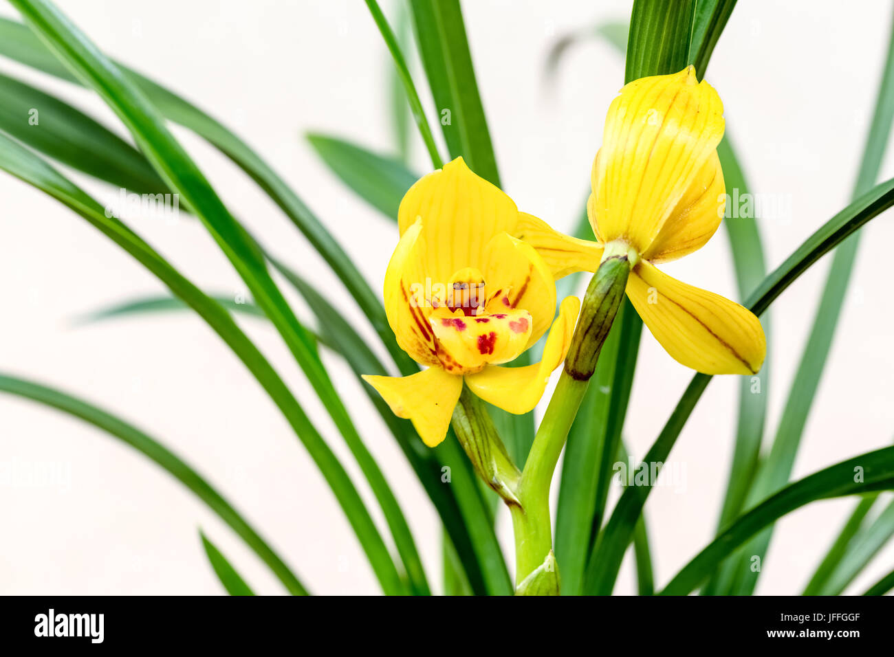 Gelbe Orchideen blühen im Frühling Stockfoto