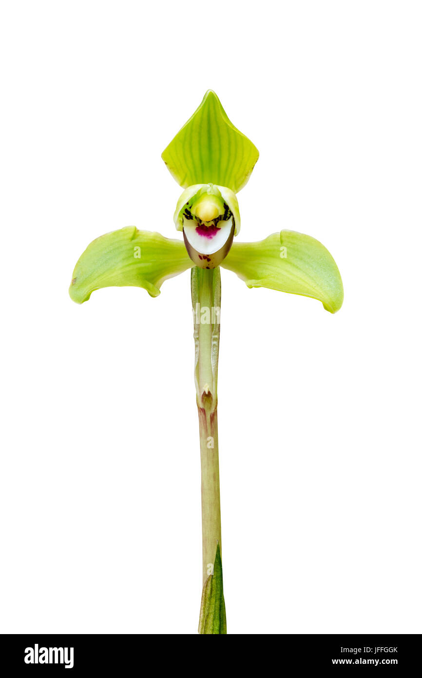 Orchidee, isoliert auf weiss Stockfoto