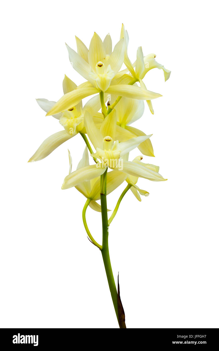Orchidee, isoliert auf weiss Stockfoto