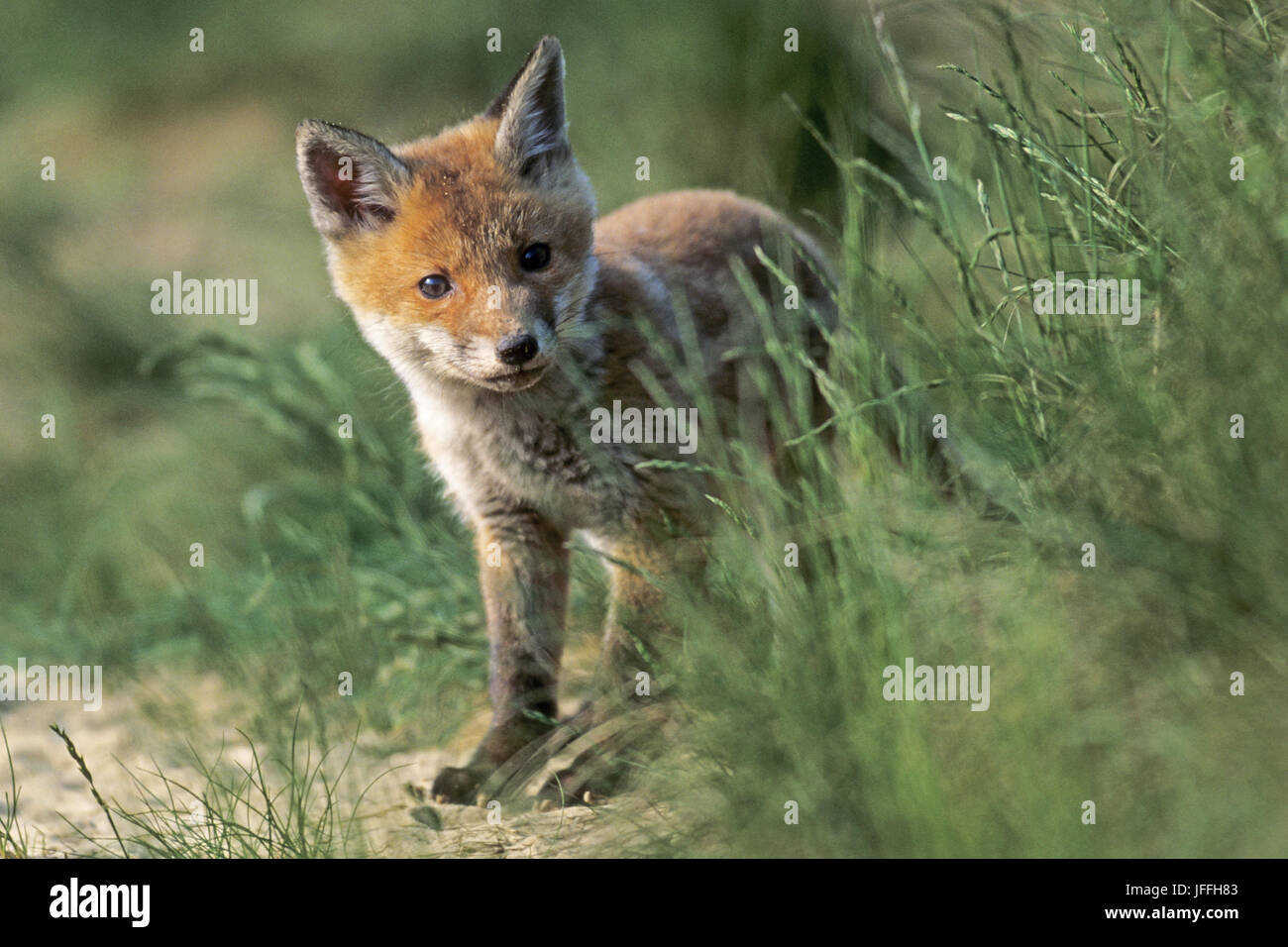 Red Fox Kit, Cub, pup Stockfoto