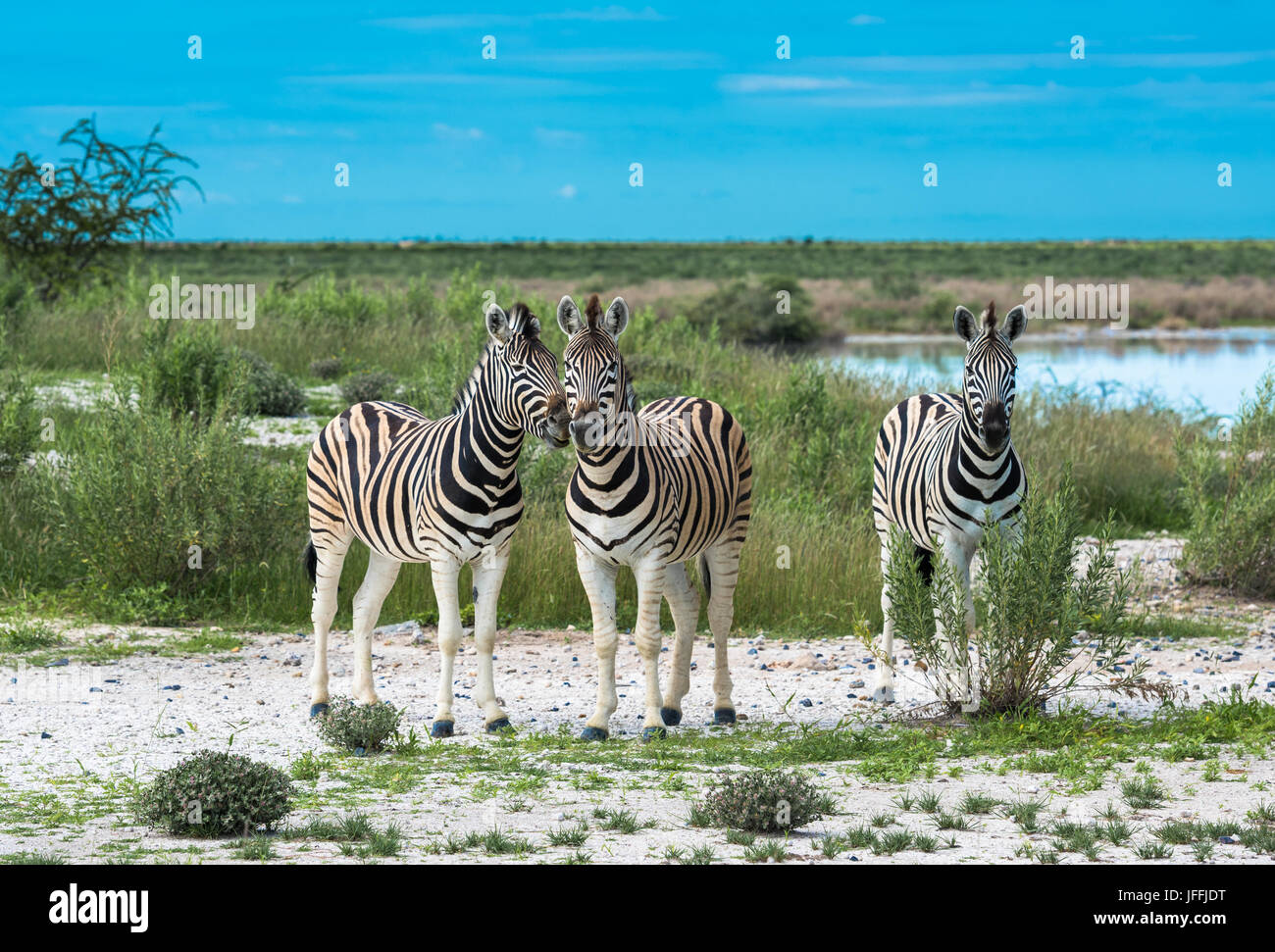 Zebras im Etosha Nationalpark, Namibia Stockfoto