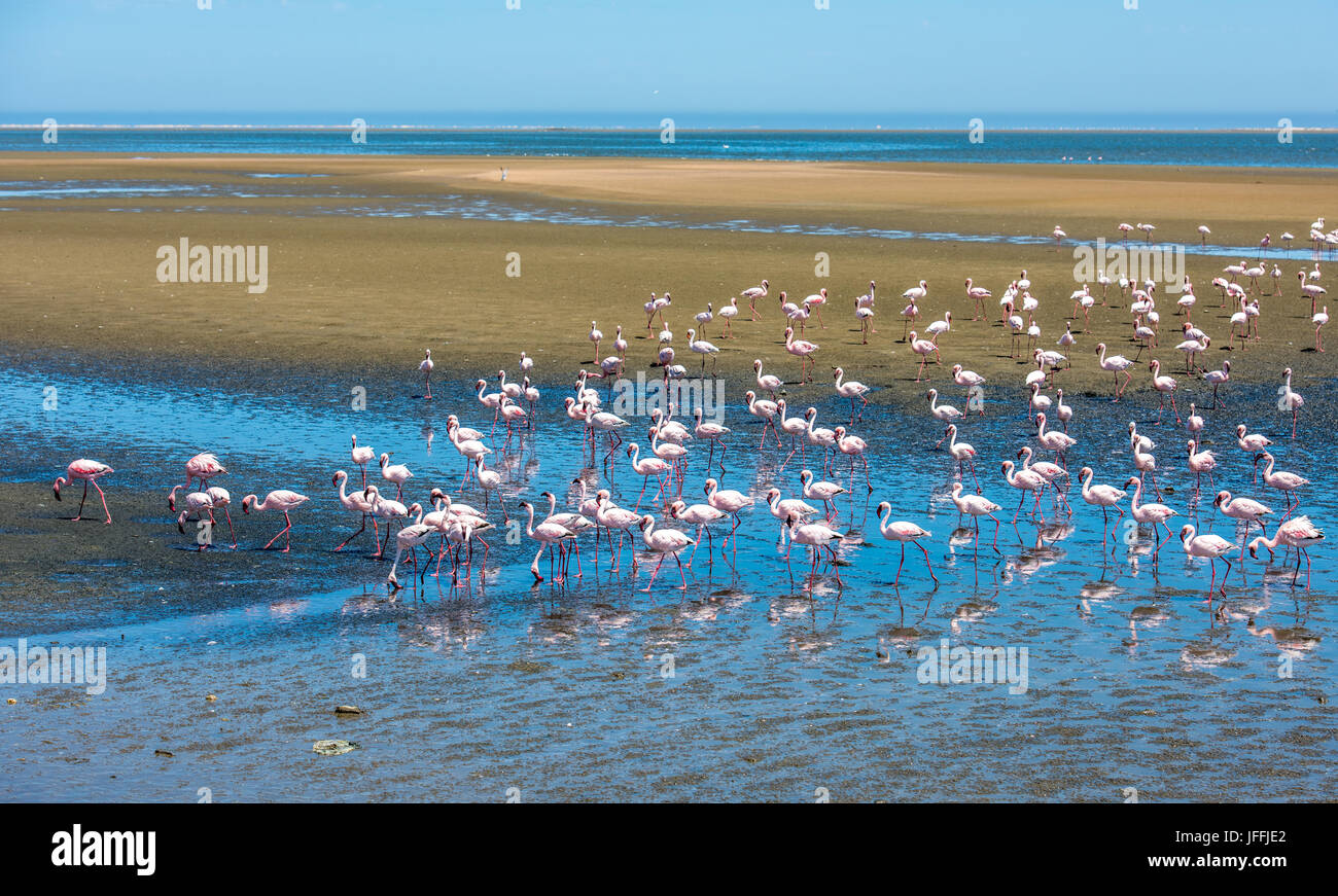 Herde von Flamingos in Walvis Bay, Namibia Stockfoto