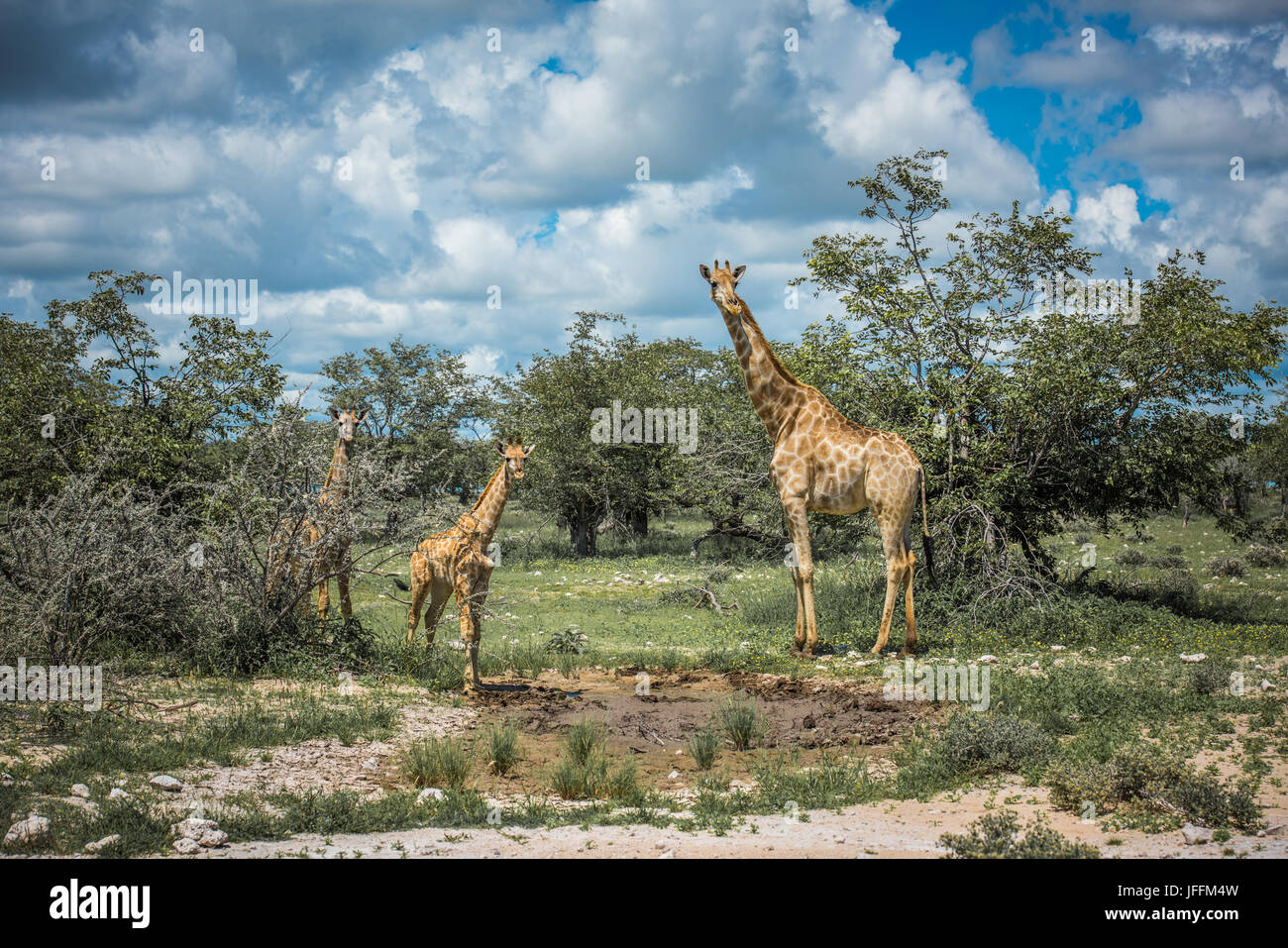 Giraffen im Etosha Nationalpark, Namibia Stockfoto