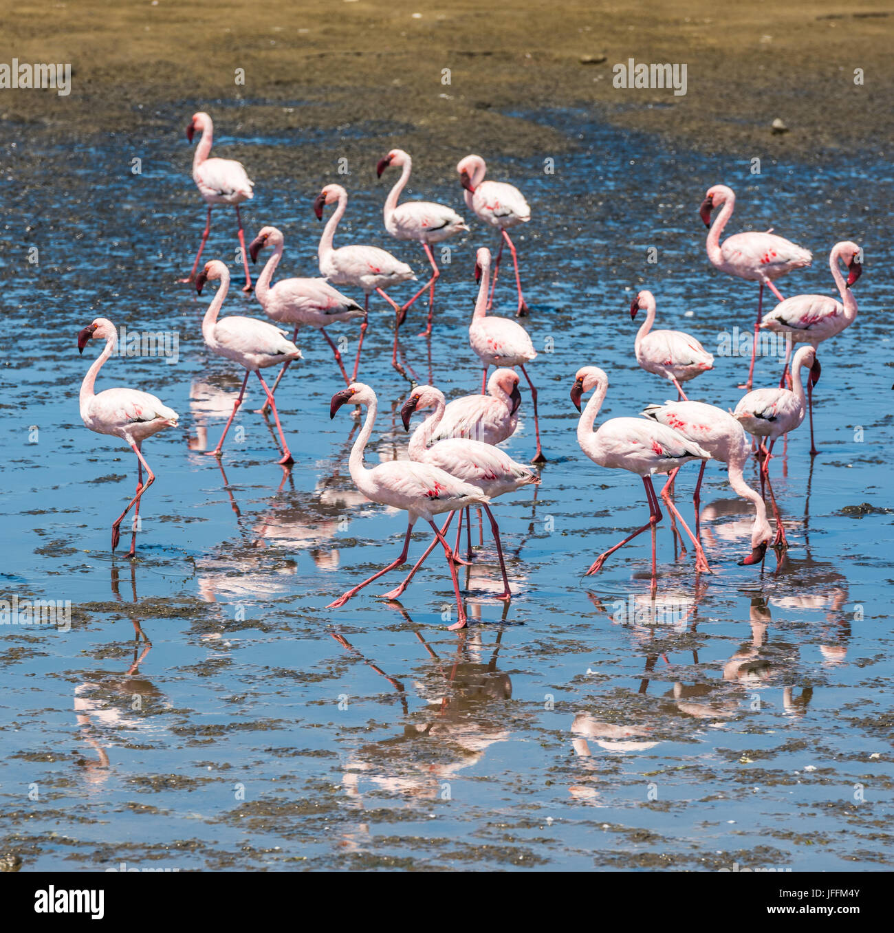Herde von Flamingos in Walvis Bay, Namibia Stockfoto