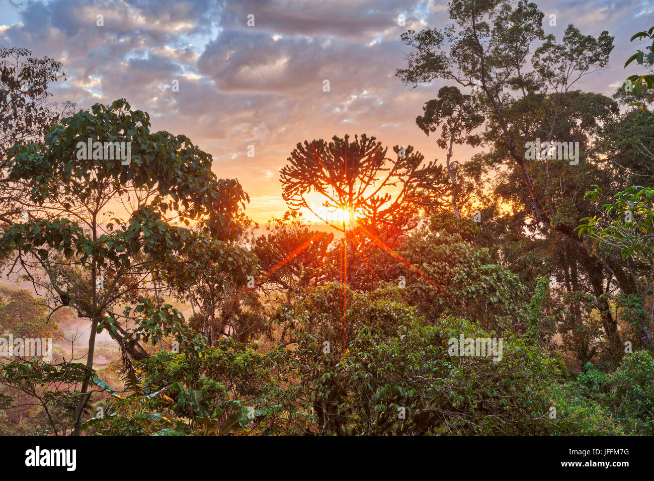 Blick auf Bäume im Wald bei Sonnenaufgang Stockfoto