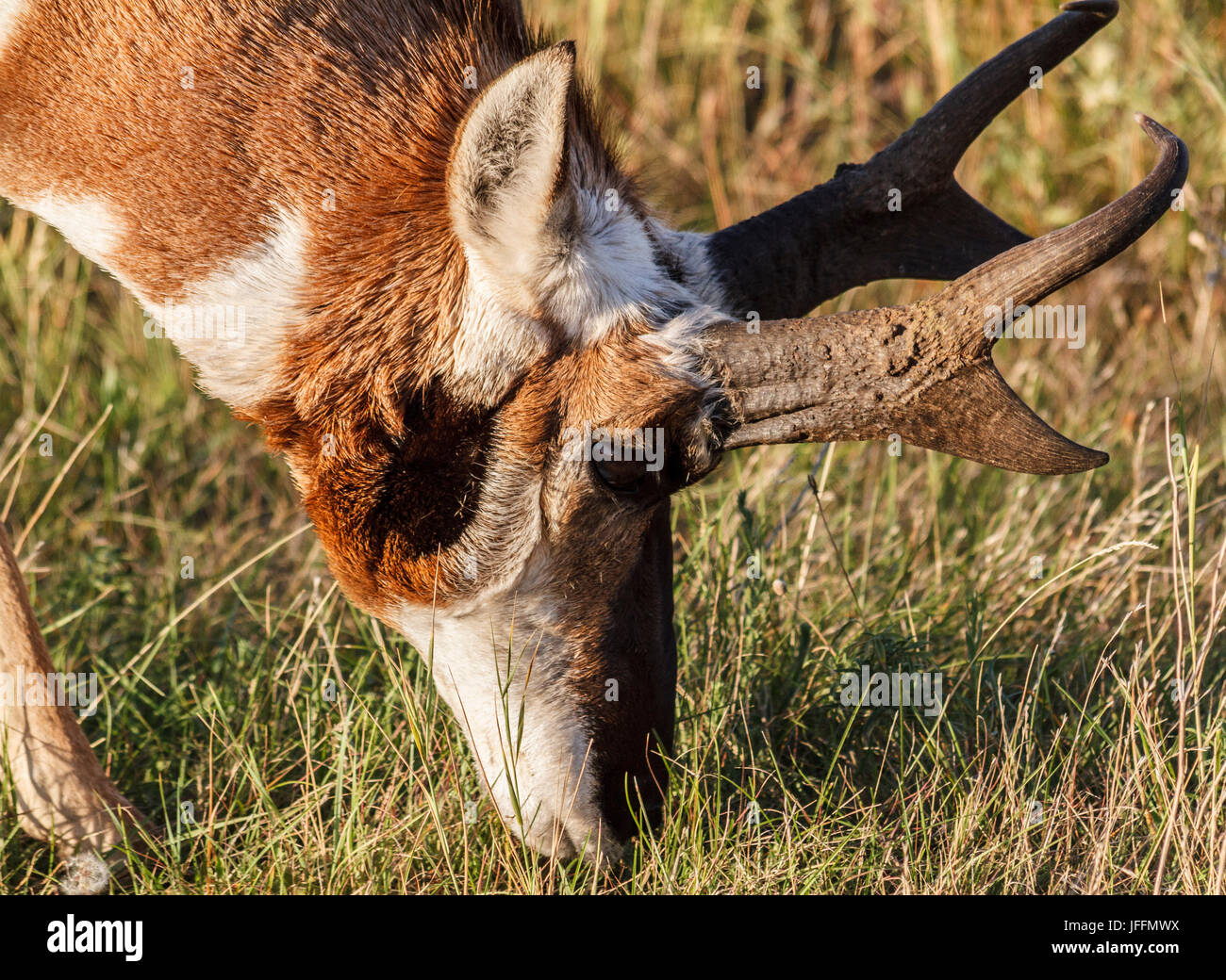 Gabelbock, Custer State Park in South Dakota Stockfoto