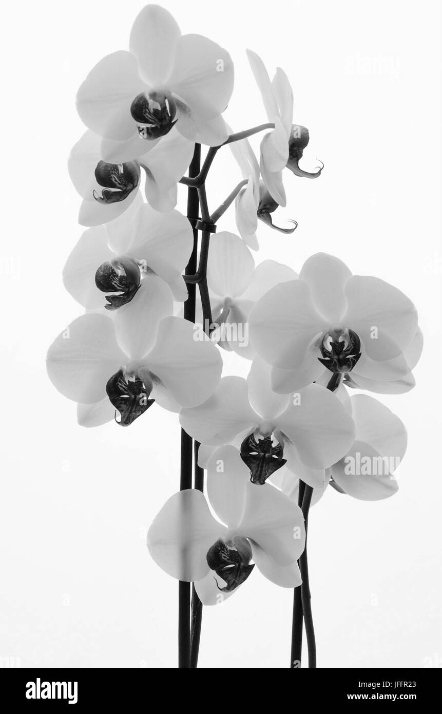 Schwarz / weiß Bild der Blüten der weißen Orchidee auf weißen Hintergrund Stockfoto