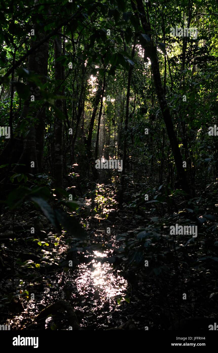 Sonnenlicht filtert durch Primärwald in Corcovado Nationalpark. Stockfoto