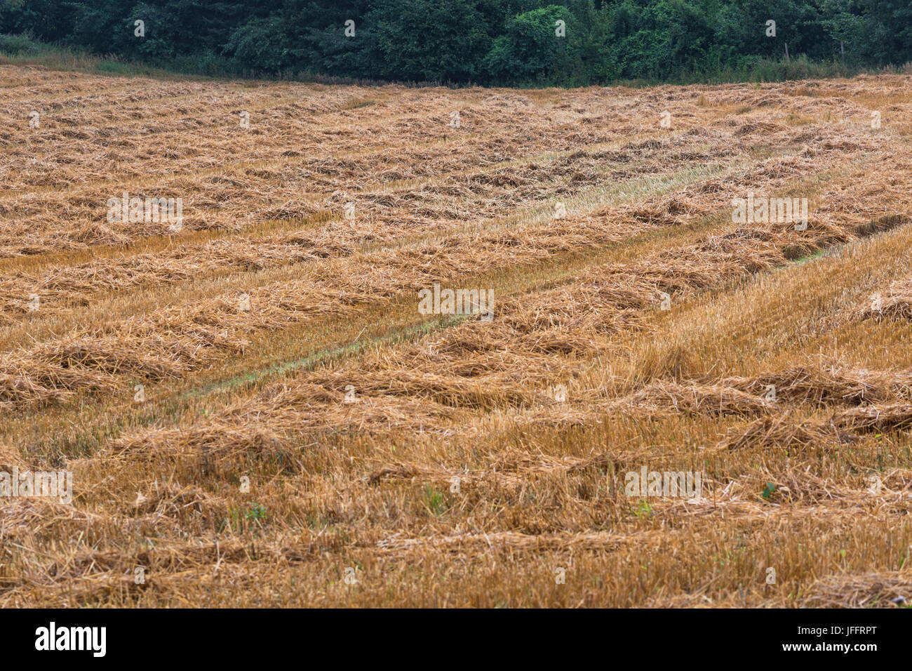 Gemäht Stoppeln cornfield nach der Ernte. Stockfoto