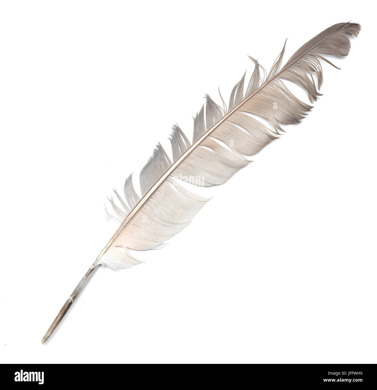 Feder auf weiß Stockfoto