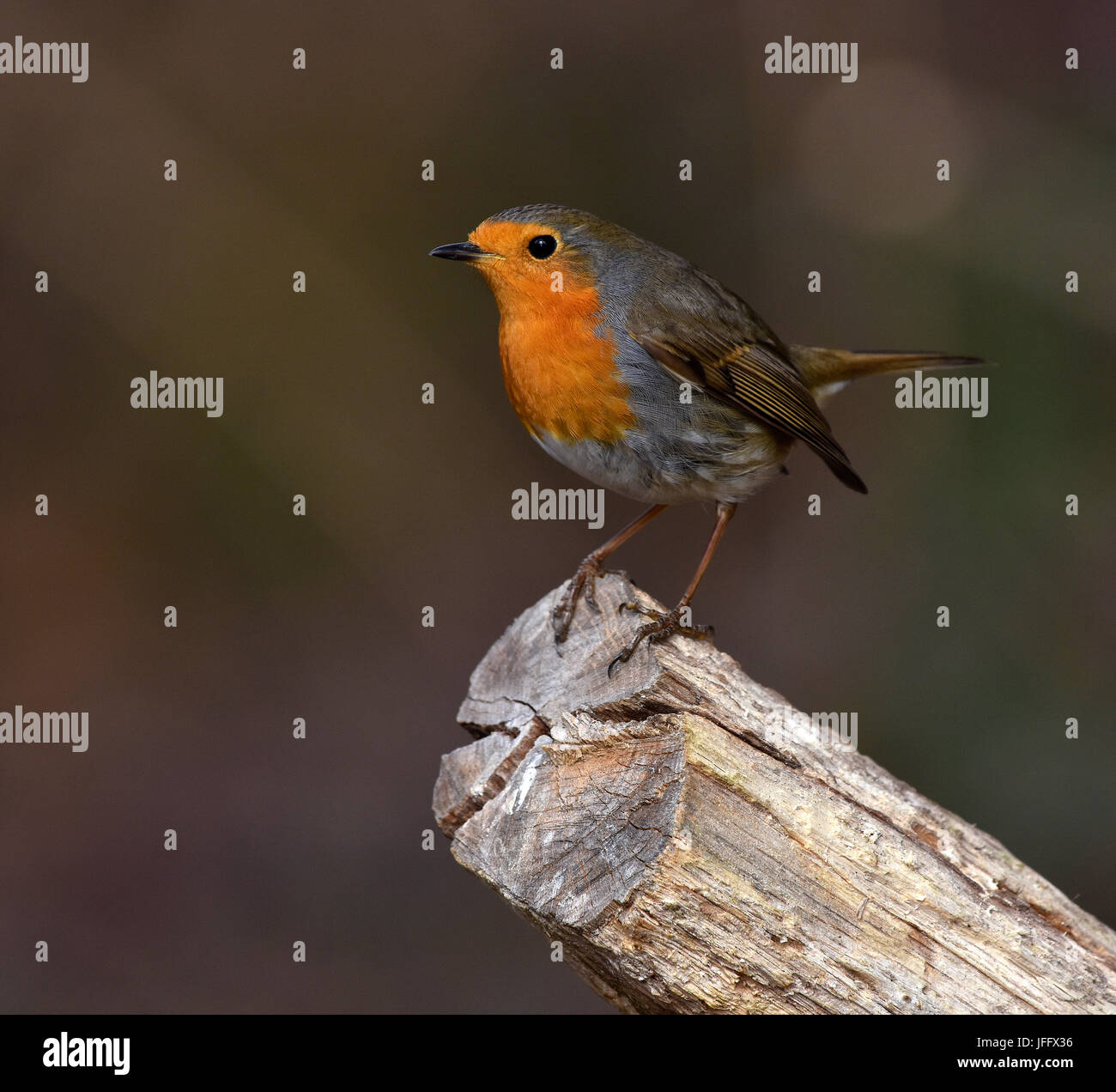 Robin redbreast Erithacus rubecula;;; Stockfoto