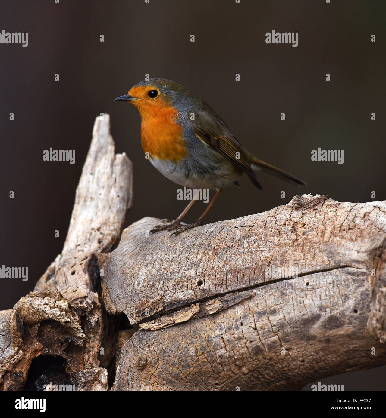 Robin redbreast Erithacus rubecula;;; Stockfoto