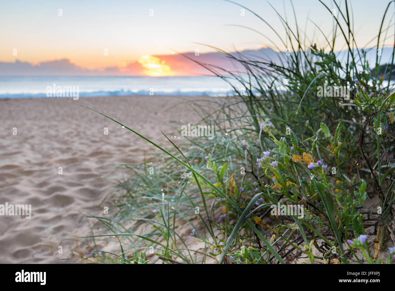 Einheimische australische Pflanzen wachsen auf einer Sanddüne neben einem Einstiegspfad zum Black Head Beach an der mittleren Nordküste von New South Wales, Australien Stockfoto