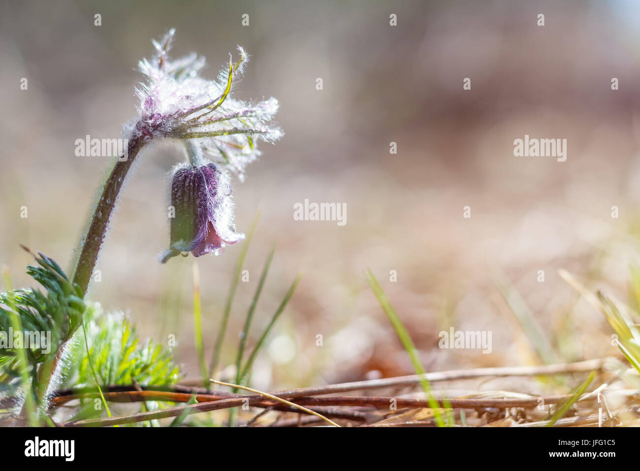 Prairie crocus, cutleaf Anemone Stockfoto