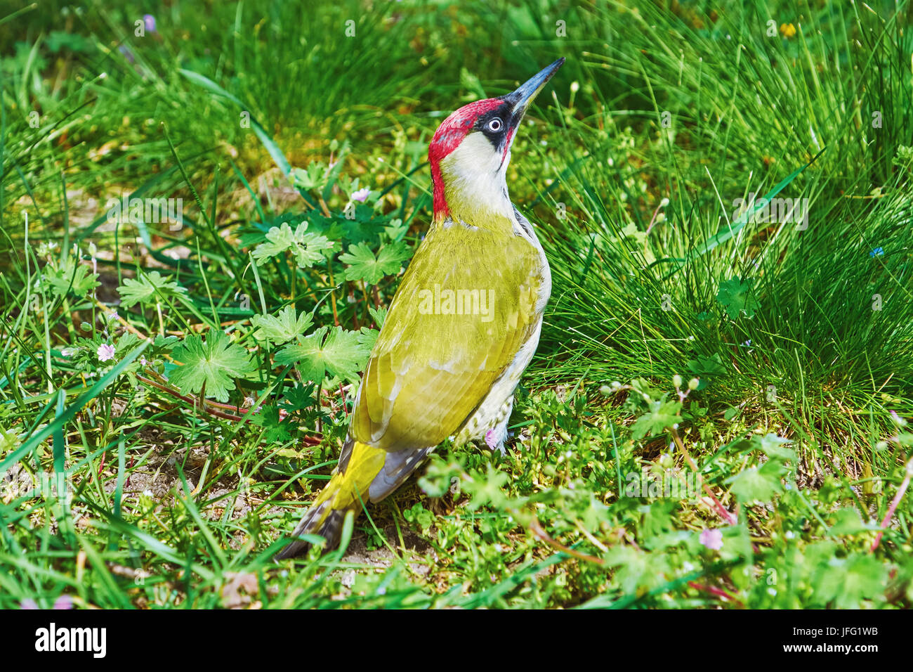 Europäische grüne Specht Stockfoto