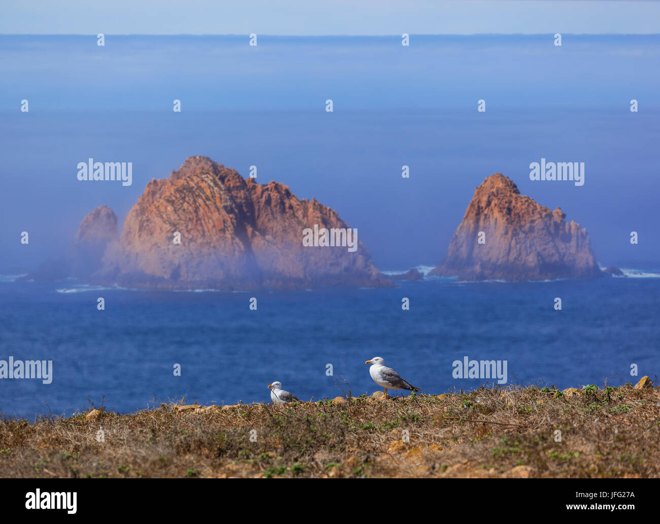 Möwe im Die Insel Berlenga - Portugal Stockfoto