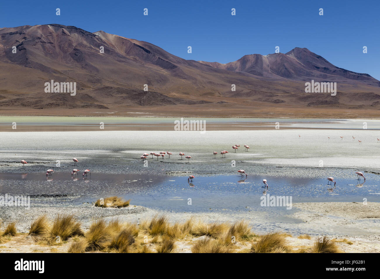 Laguna Hedionda, Bolivien Stockfoto