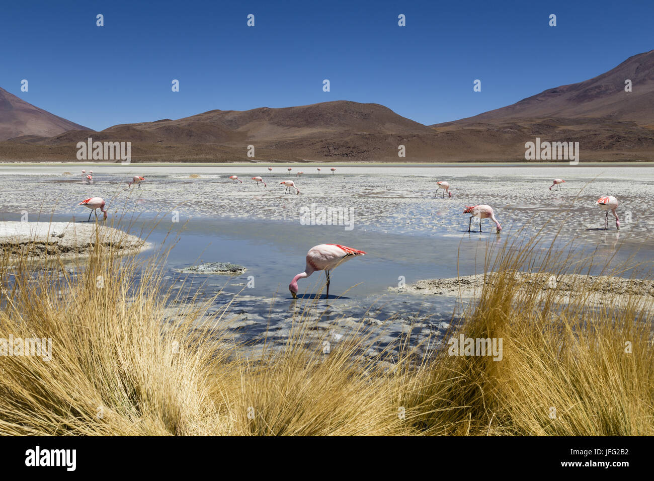 Andengemeinschaft Flamingos, Laguna Hedionda, Bolivien Stockfoto