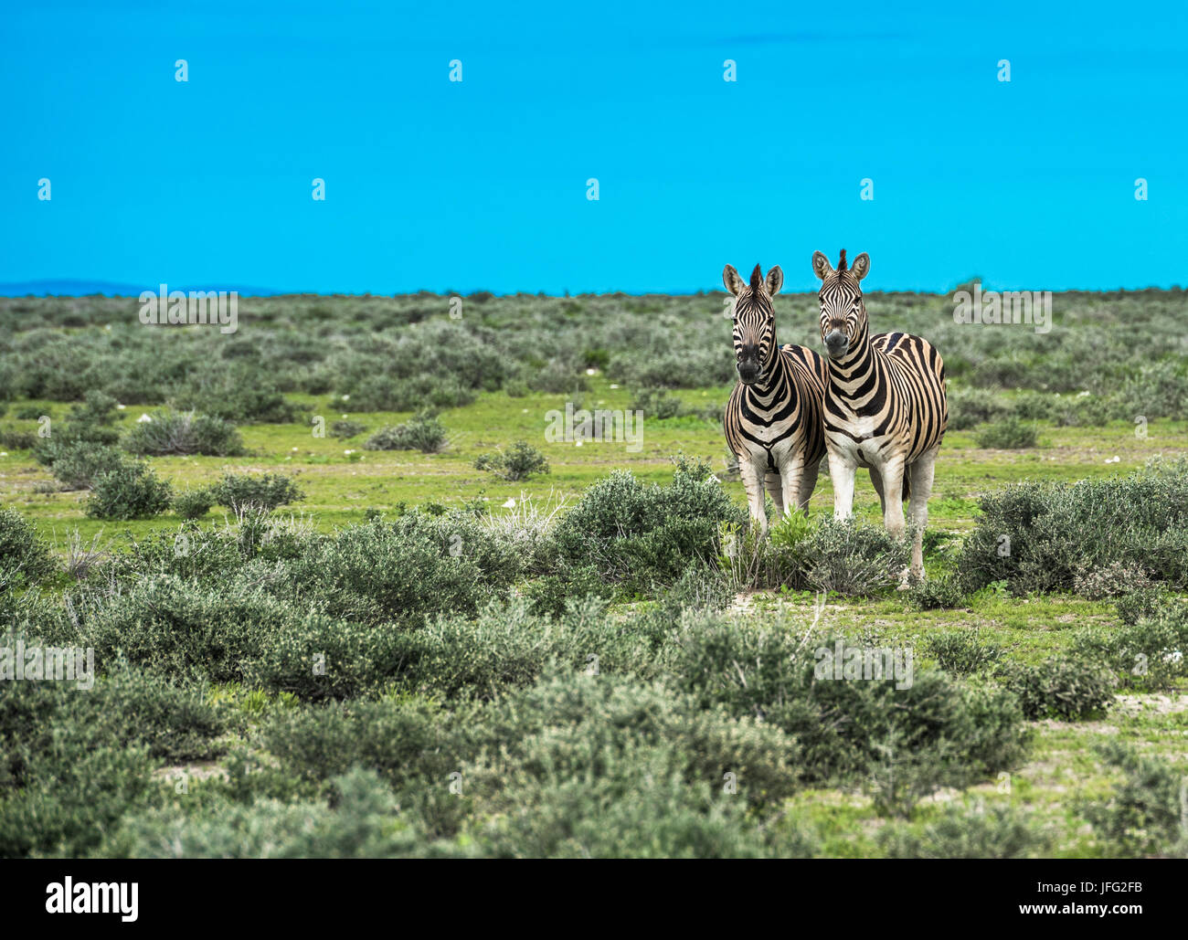 Zebras im Etosha Nationalpark, Namibia Stockfoto