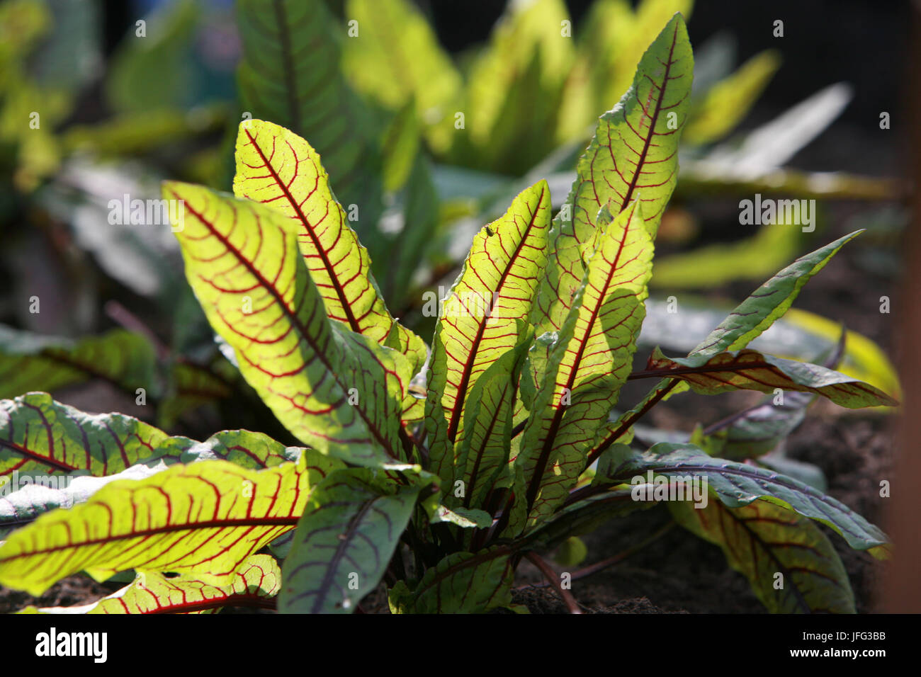 Redvein Dock, Dock bloodwort Stockfoto