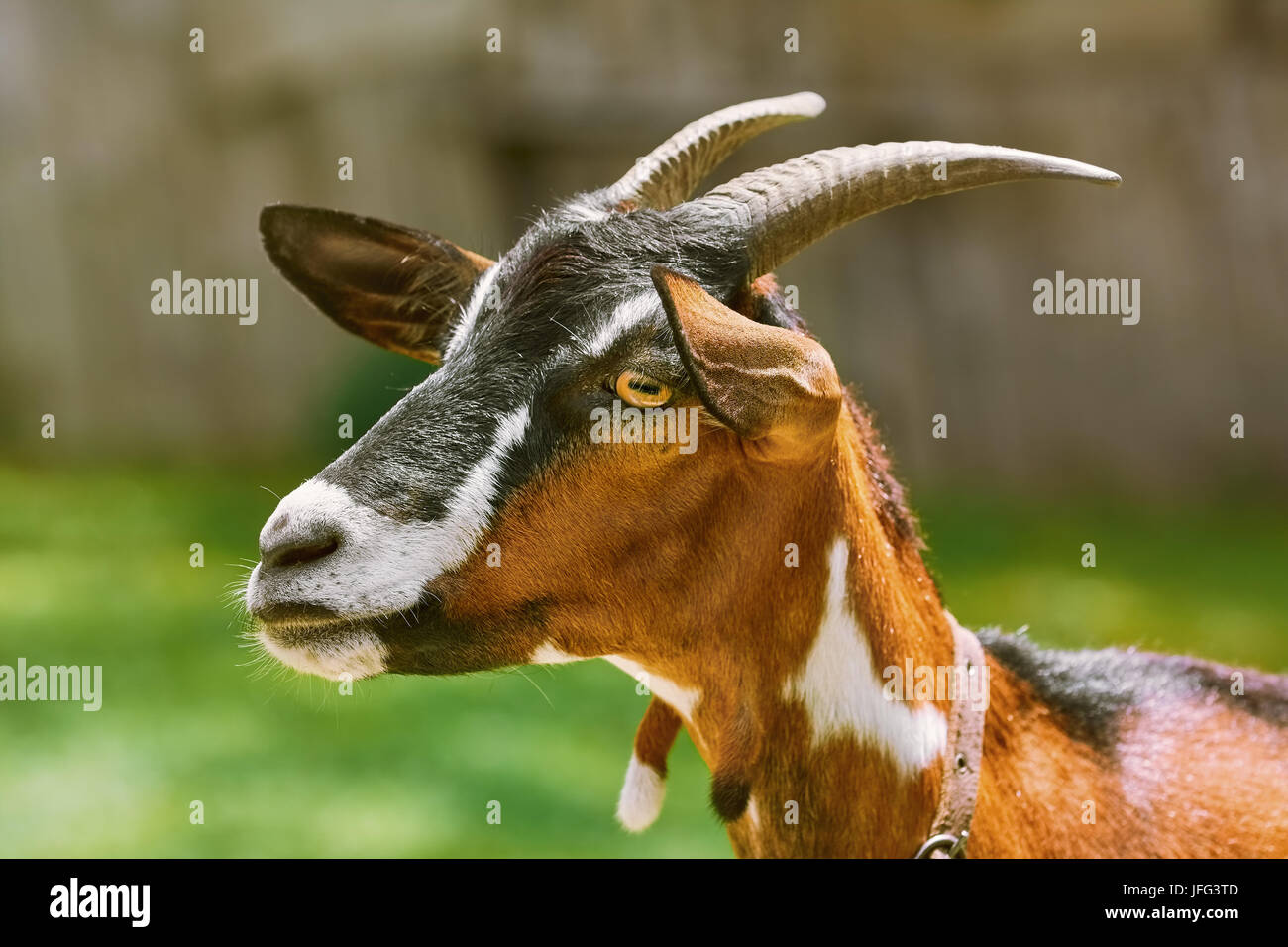 Porträt von Nanny Goat Stockfoto