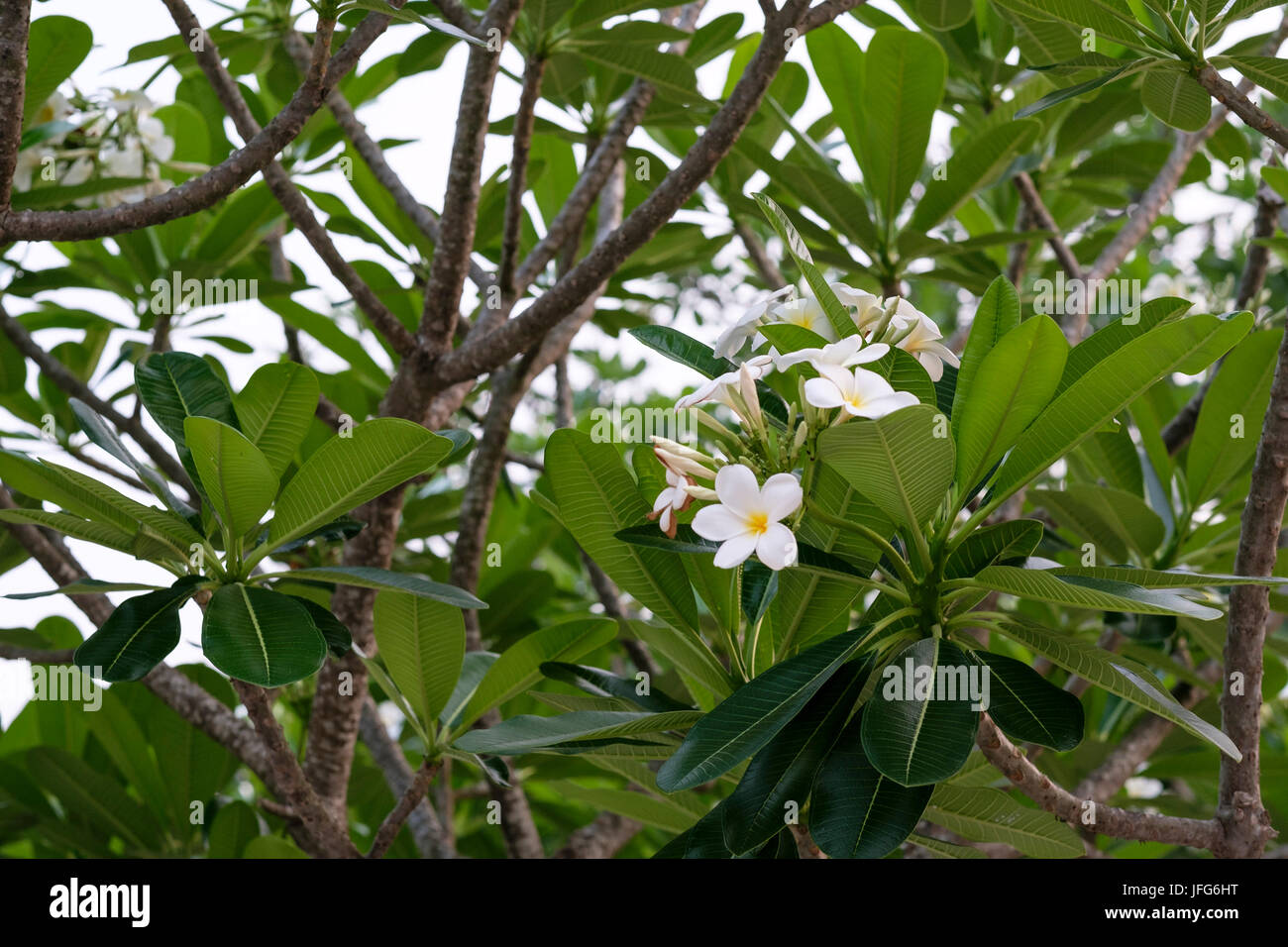 Weiß plumeria Blumen auf einem Baum in Laos, Asien Stockfoto