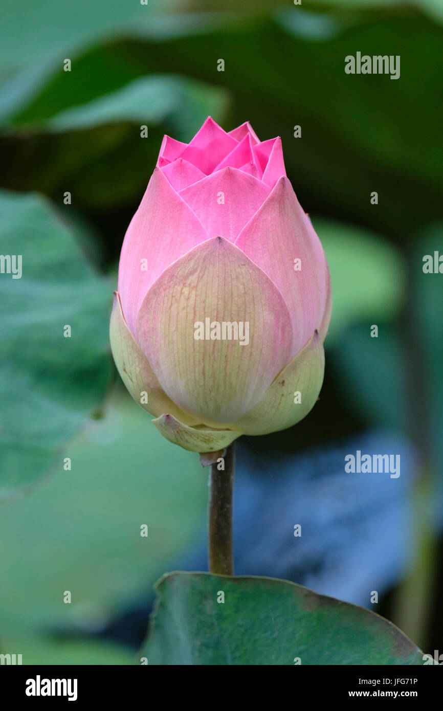 Nahaufnahme von Lotus-Blume Stockfoto