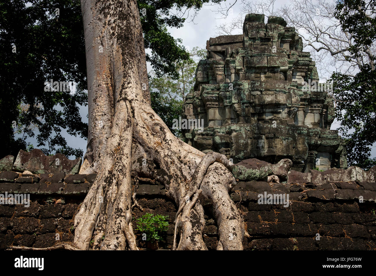 Ta Prohm Tempel, Siem Reap, Kambodscha Stockfoto